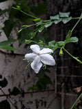 Jasmine sapling