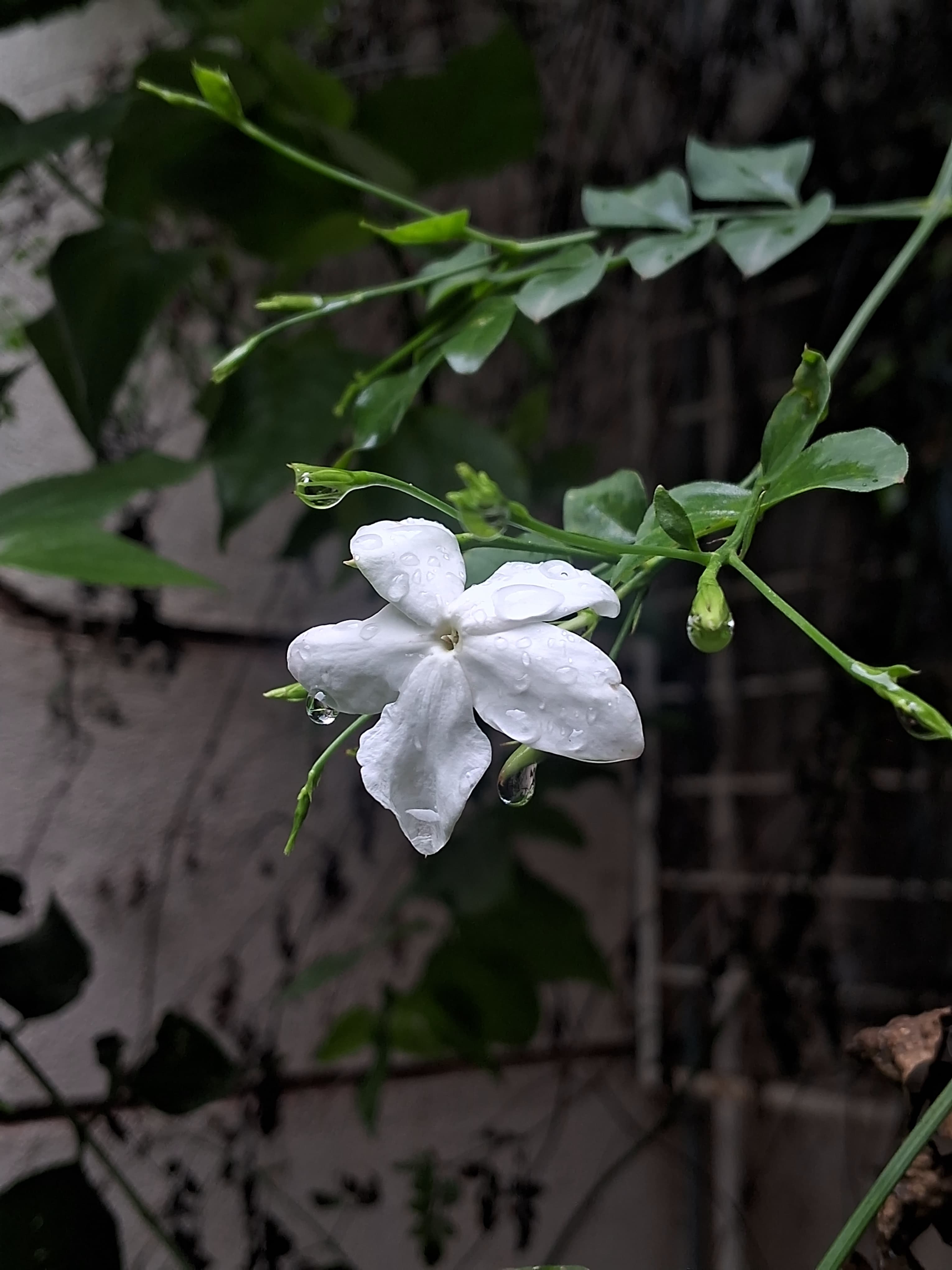 Jasmine sapling