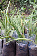 Aloe vera Plant