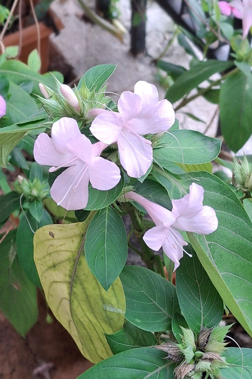 Barleria Plant