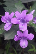 Barleria Plant