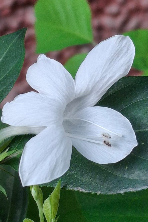 Barleria Plant