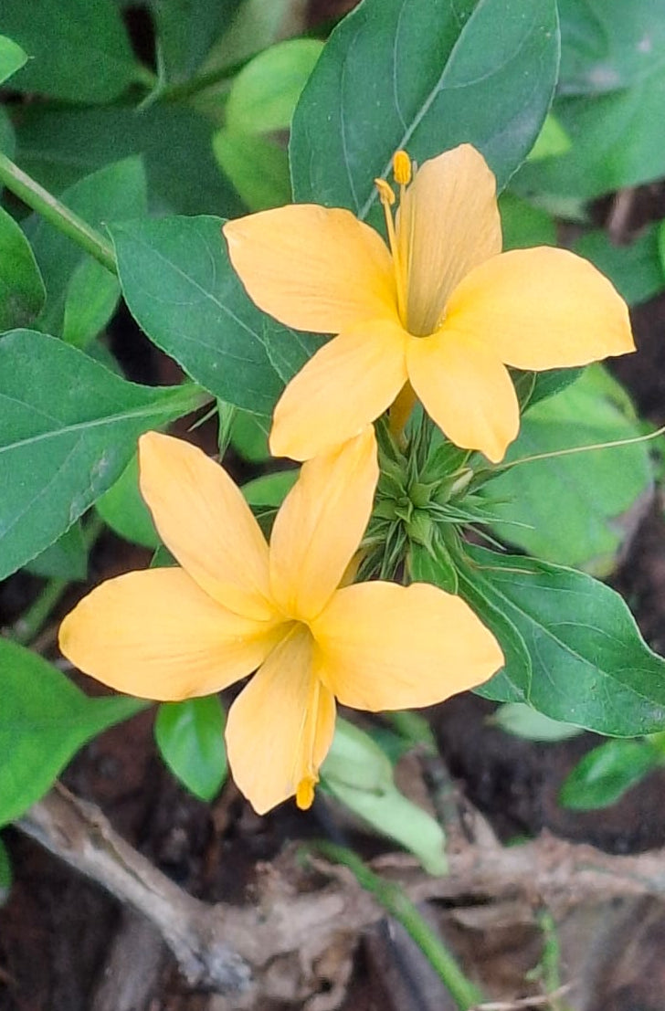 Barleria Plant