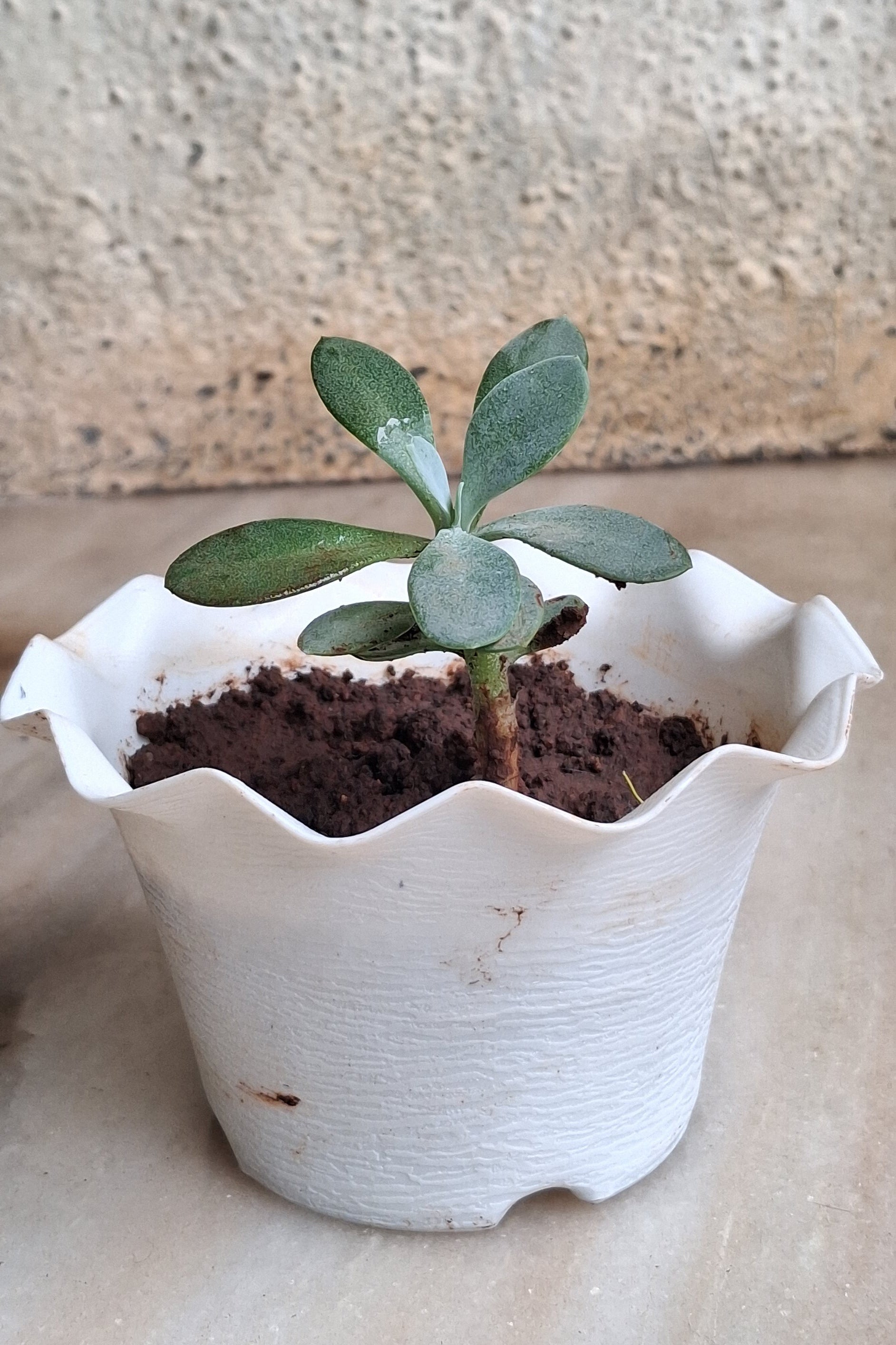 Succulent Plants