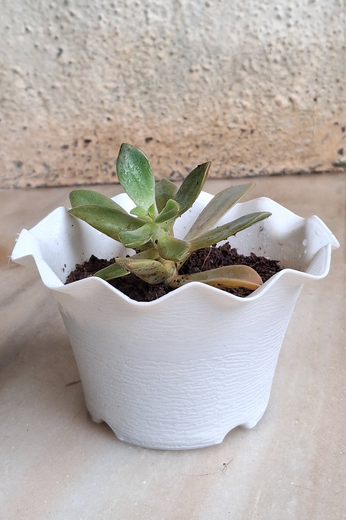 Succulent Plants