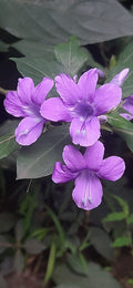 Barleria flower saplings