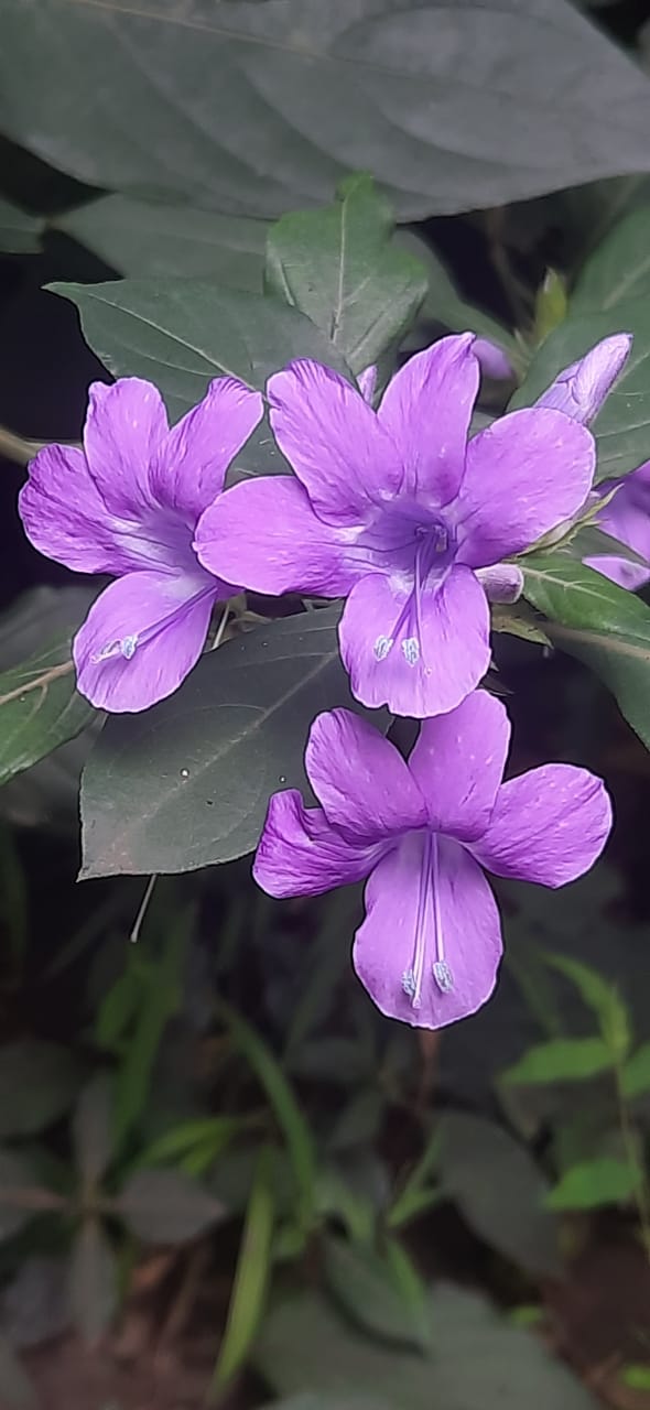Barleria flower saplings