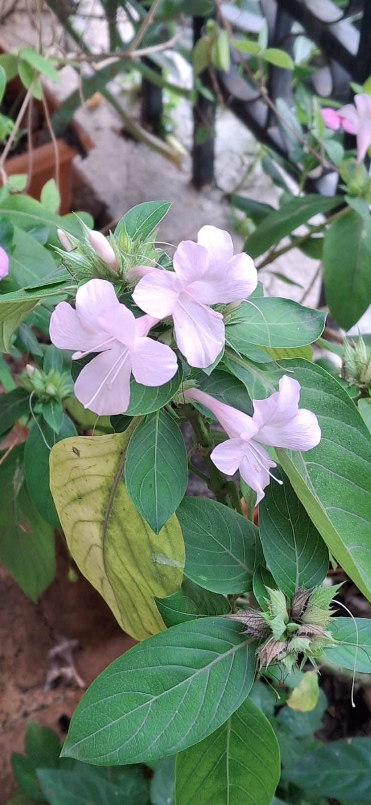 Barleria flower saplings