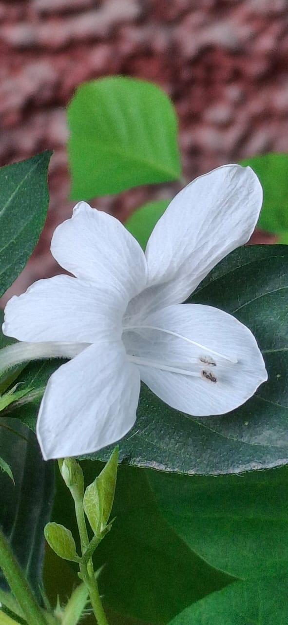 Barleria flower saplings