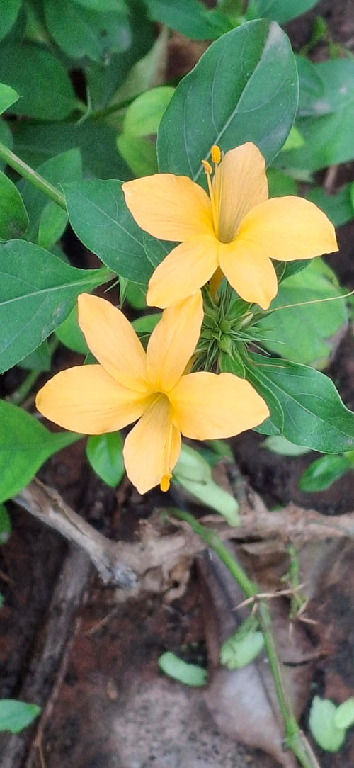 Barleria flower saplings