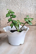 Succulent Plants
