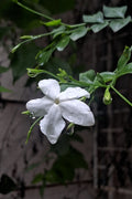 Jasmine Plant