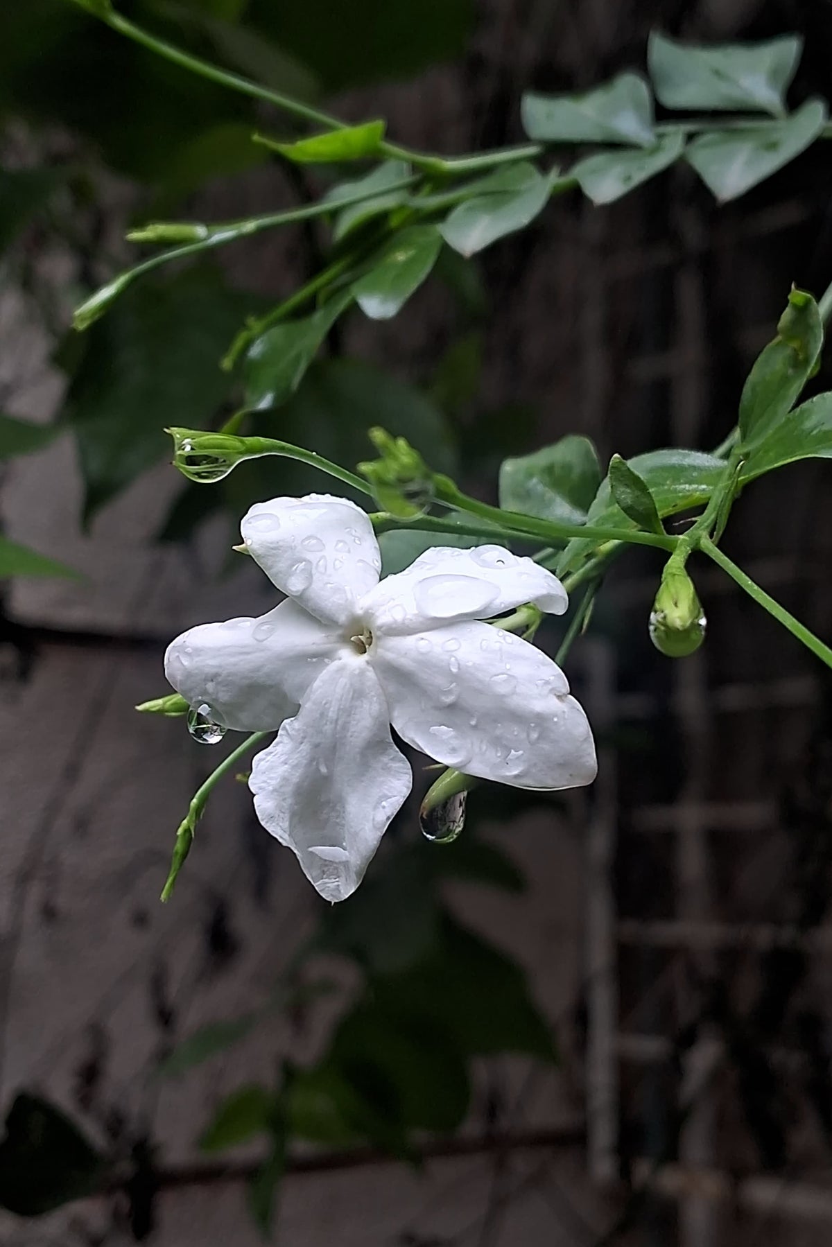 Jasmine Plant