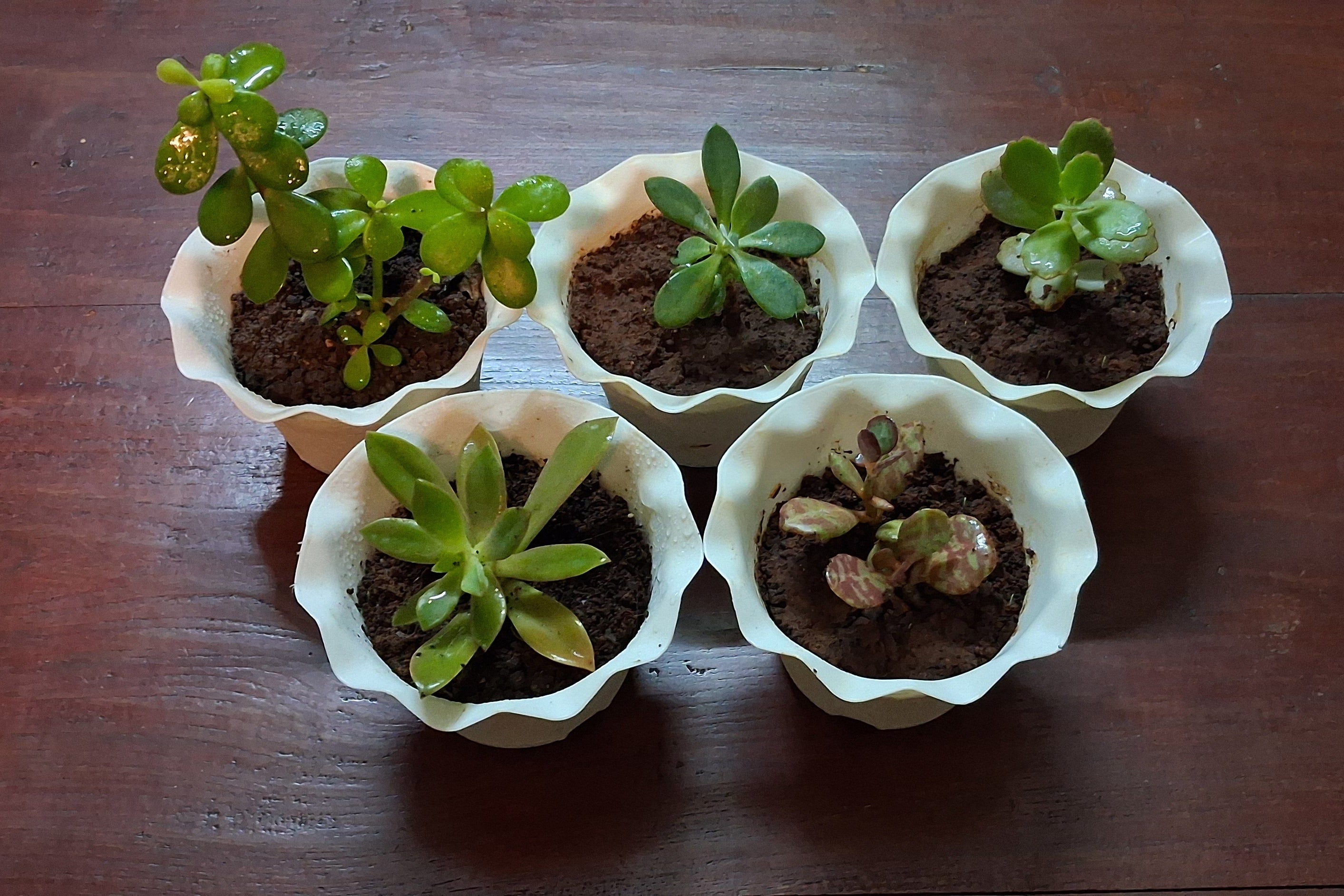 Succulent Plants