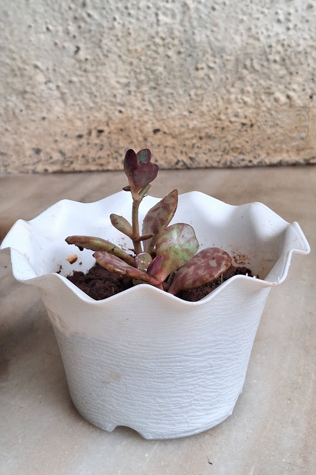 Succulent Plants