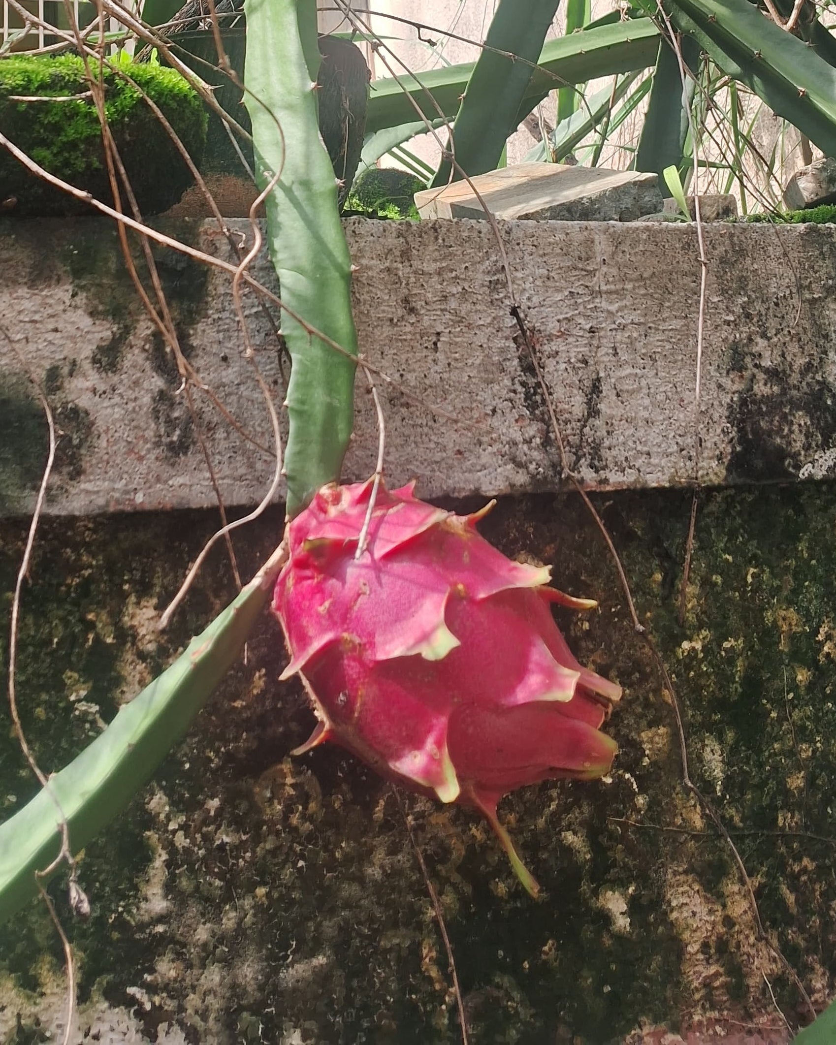 Red dragonfruit sapling