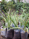 Aloe vera sapling