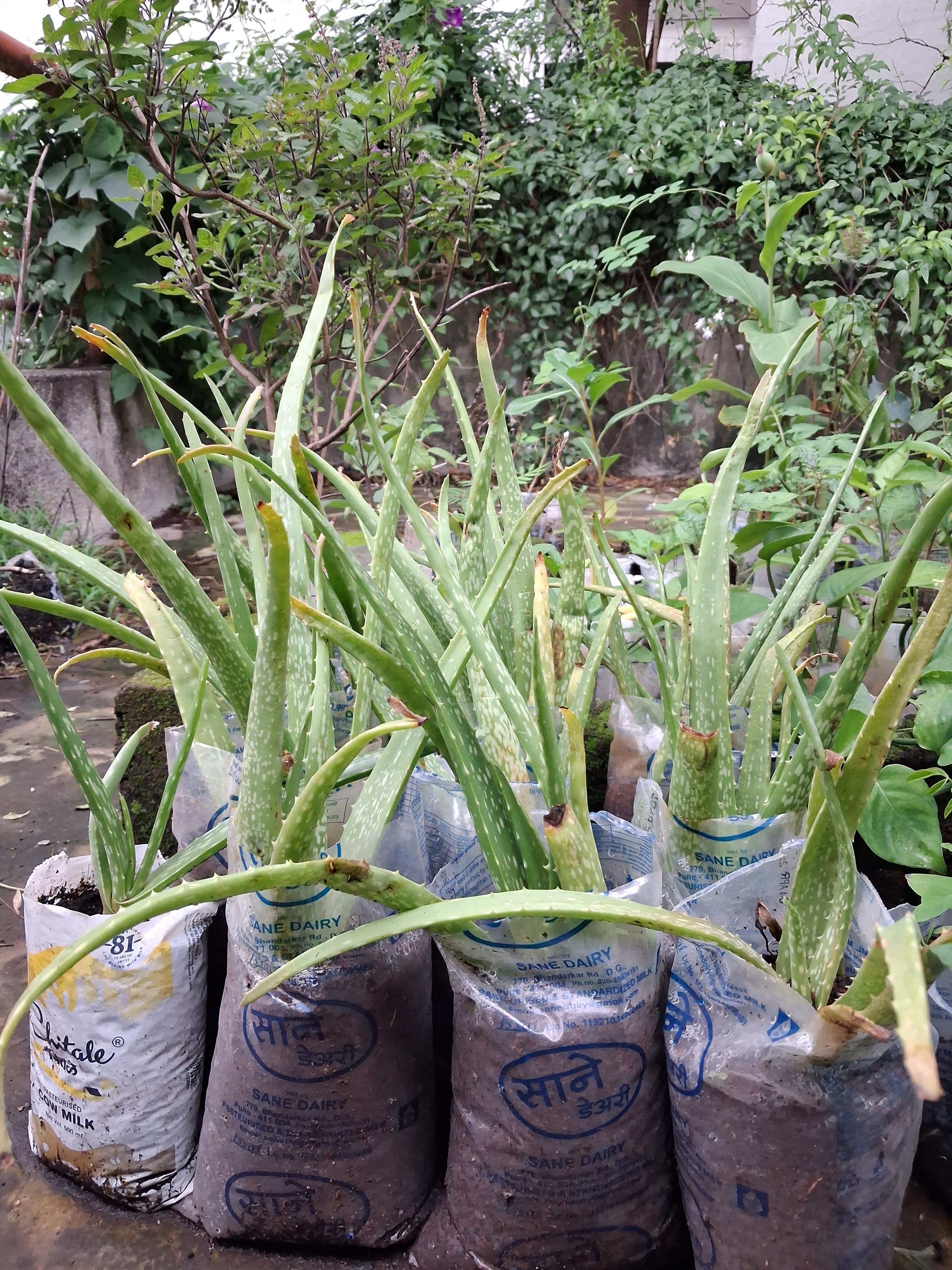 Aloe vera sapling
