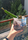 Red dragonfruit sapling