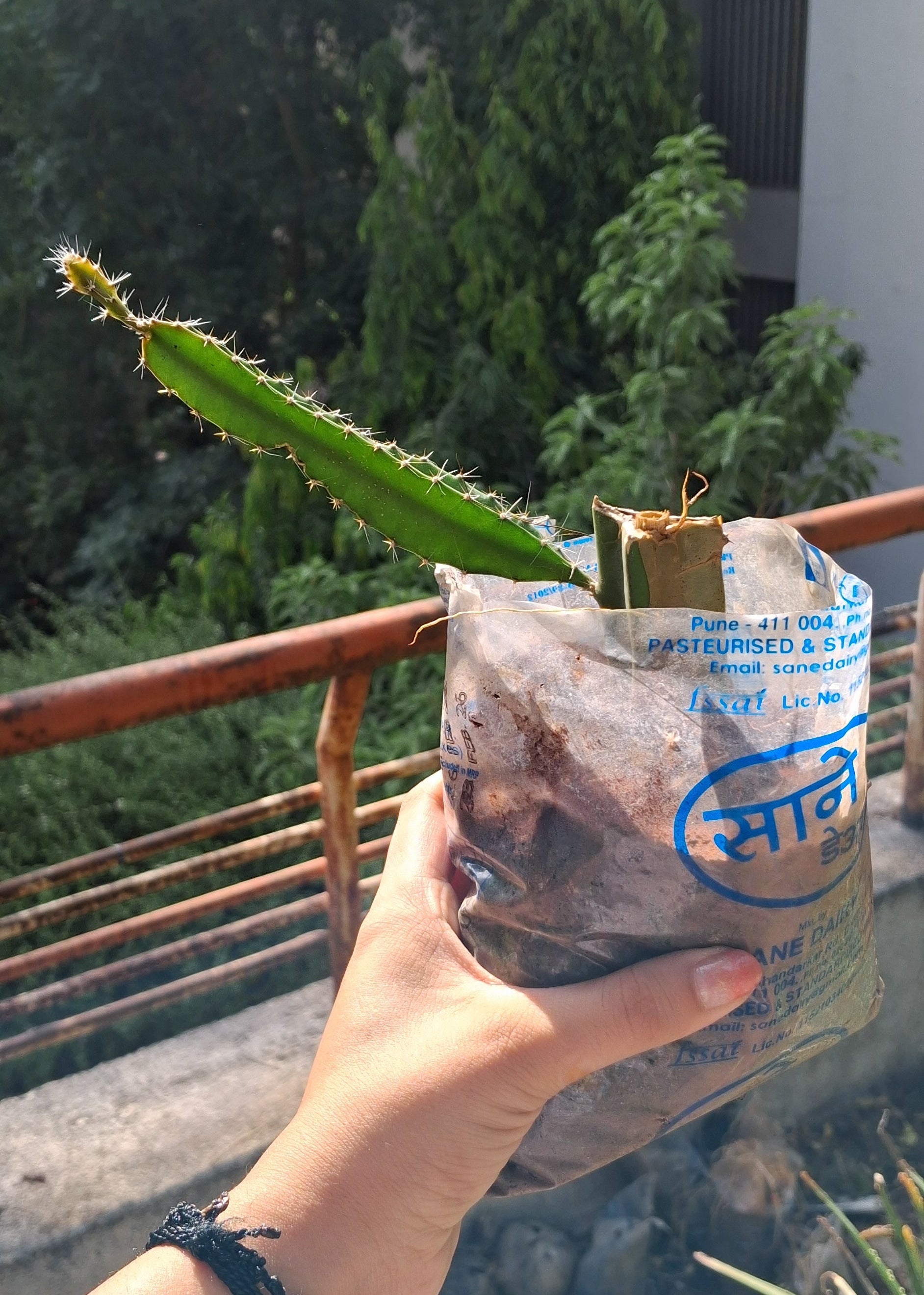 Red dragonfruit sapling